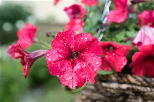 Petunia's en meeldauw: Hoe bescherm ik mijn balkonplanten?