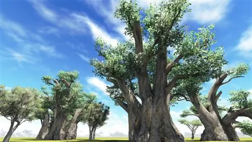 Baobab ağacı: Düzgün əkmə və qulluq üçün məsləhətlər