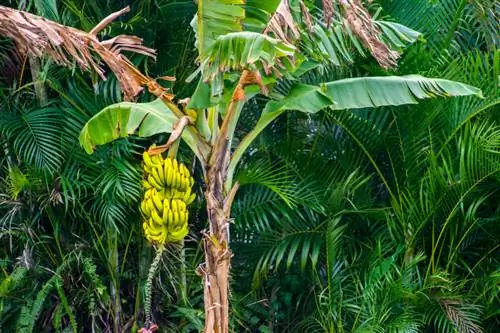 Dari mana asalnya pisang?