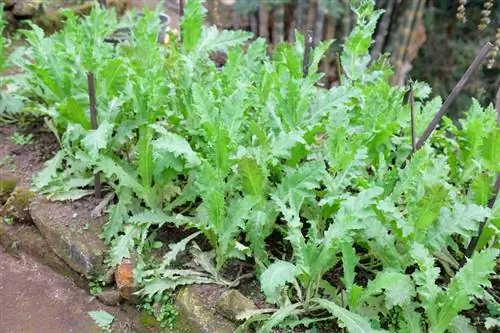 Papoilas do ópio no jardim: por que são proibidas?