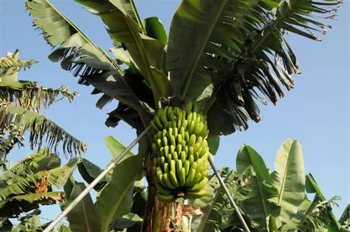 Bananları gübrələyin: Möhtəşəm böyümə üçün necə, nə vaxt və nə ilə?