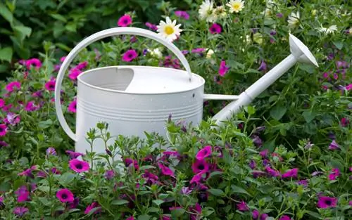 Water petunias