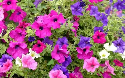 Petunia mildew