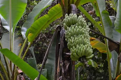 Cultivar plátanos en tu propio jardín: así es como puedes hacerlo