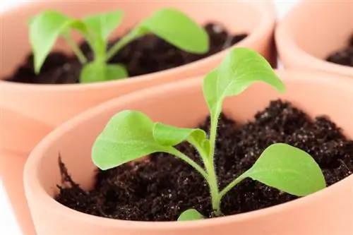 Petunias: Get and plant seeds yourself