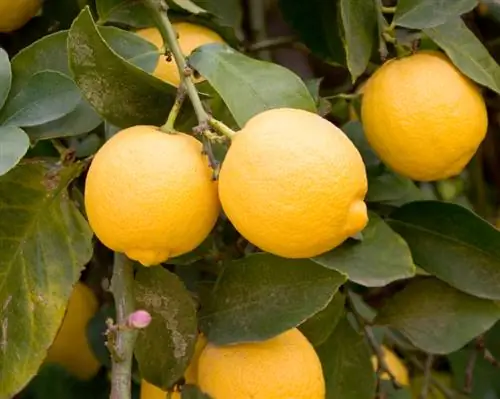 Limon ağacının limonlarını yığın