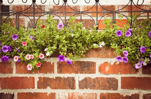 Overwinter petunias