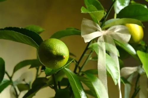 Lemon tree sa apartment: Ito ay kung paano ito umunlad nang husto