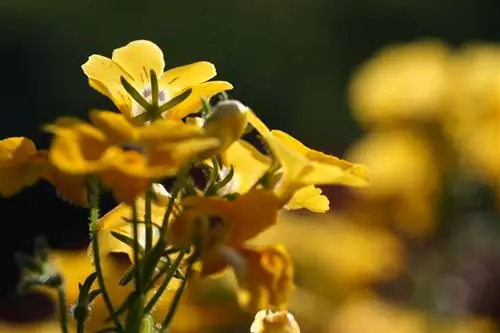 Elfenspiegel Joylashuvi: O'simlik shu tarzda optimal tarzda rivojlanadi