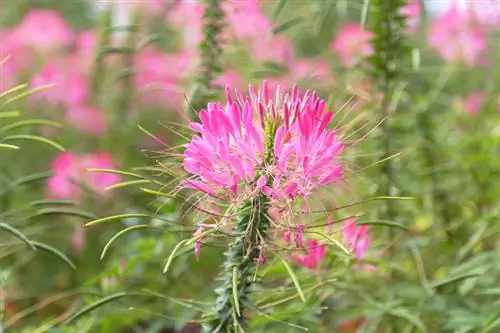 Plante araignée toxique