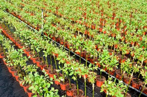 Izboljšajte limonino drevo: preprosta navodila in pomembni nasveti