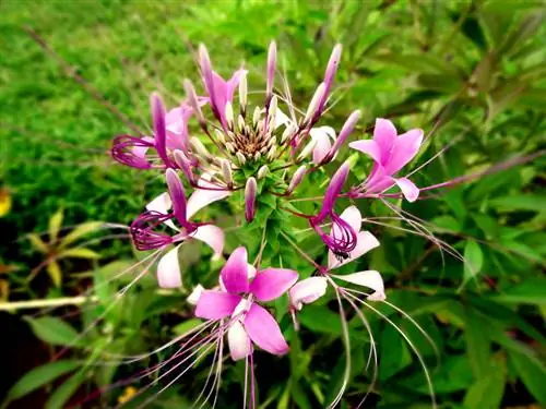 Fleur araignée : Trucs et astuces pour réussir ses semis