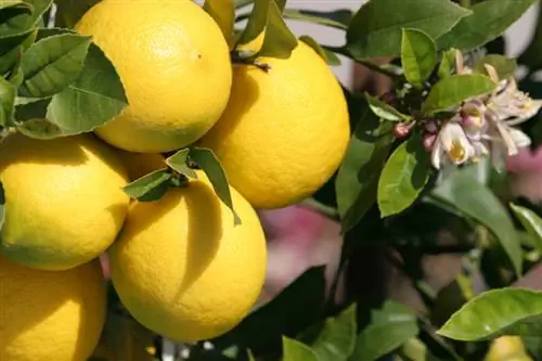 Fertilize lemon trees: Step by step to a lush harvest