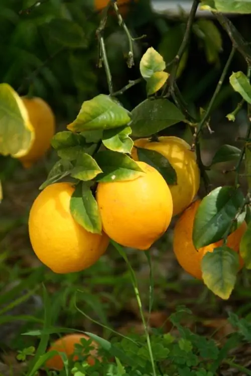 Sëmundjet e pemës së limonit