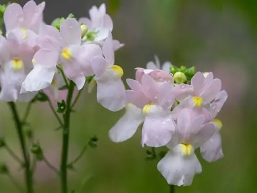 Elfenspiegel hardy