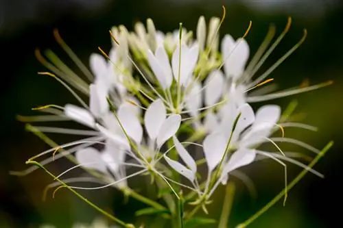 Il fiore del ragno è resistente? Tutto ciò che è importante qui