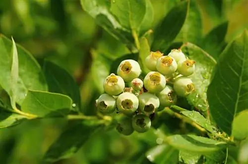 Bloubessies in die tuin