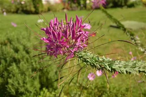 Overwinterende spinplant