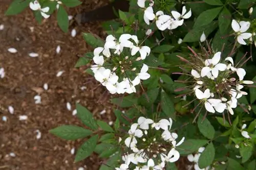 Spider flower: This is how you sow and care for this light germinator