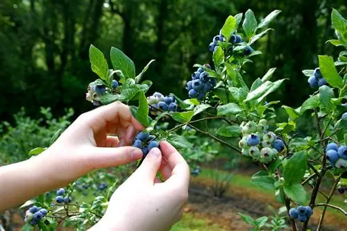 Cultivating blueberries successfully in pots: tips & tricks