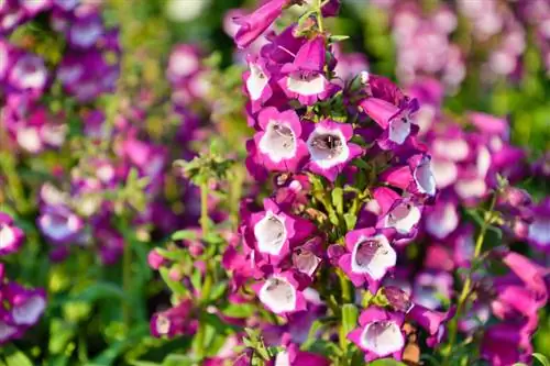 Sny penstemon reg: Wenke vir welige blomme