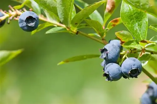 El cuidado de los arándanos es fácil: desde el cultivo hasta la cosecha