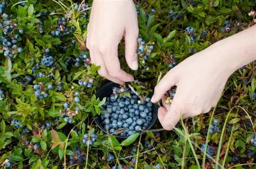 Picking blueberries