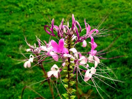 Spinbloemen zaaien: instructies en tips voor de plant