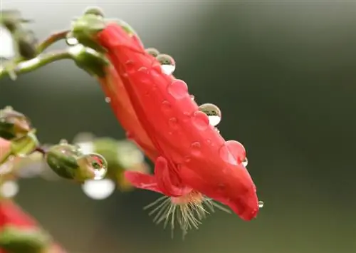 Baardraadversorging: Dit is hoe die pragtige plante floreer