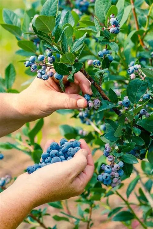 Cosecha de arándanos frescos: ¿Cuándo comienza la temporada?