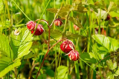 Wild strawberries in the garden