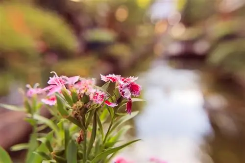 Saai baardangeliere: instruksies vir manjifieke blomme in die tuin