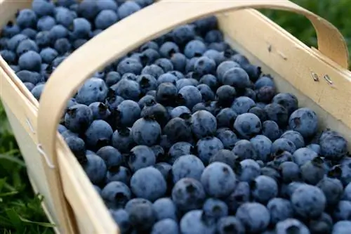 Blueberries kukomaa