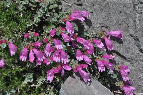 Baardpenstemon in die winter: wenke vir oorlewing vir verskillende variëteite