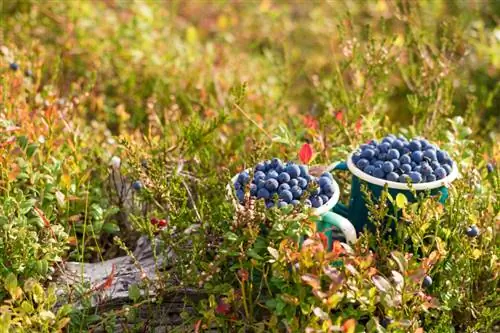 Kolektahin ang mga blueberries