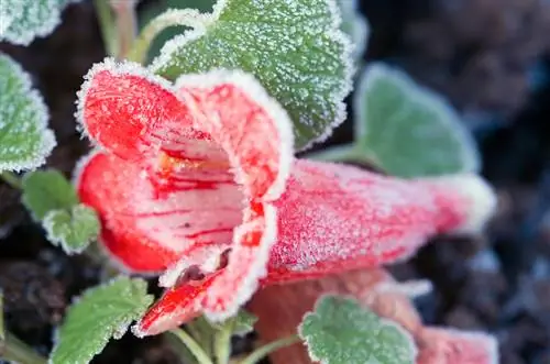 Oorwinterende penstemon suksesvol: Waaraan moet jy aandag gee?