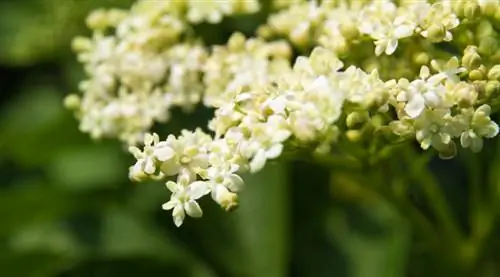 Elderberry palsu