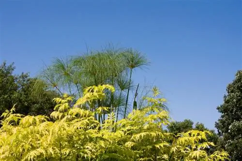 Saúco amarillo