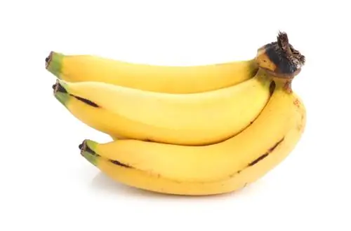 Le banane maturano