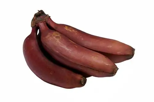 Banana varieties Banana varieties