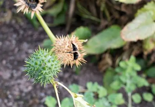 Datura: toksiškumas, poveikis ir atsargumo priemonės