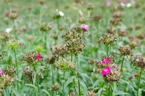 Esplendor de cores no jardim: cultivo de cravos barbudos a partir de sementes