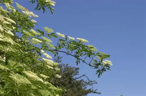 Elderberry asukoht