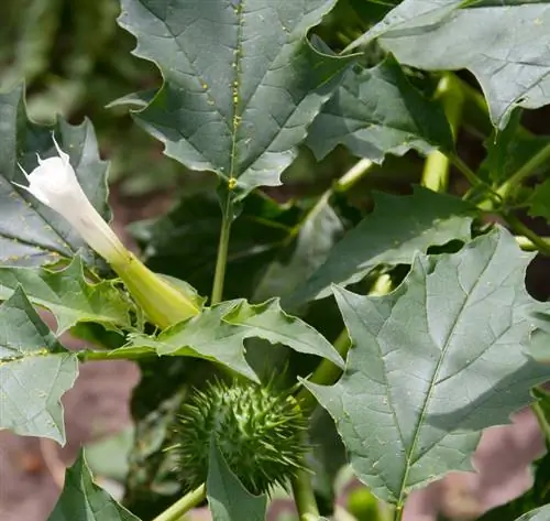 Datura kvitne