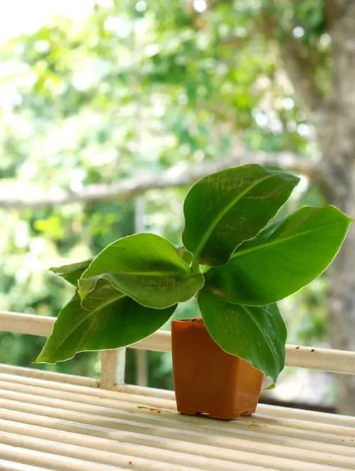 Ervaar de pracht van de bananenboom in Duitsland