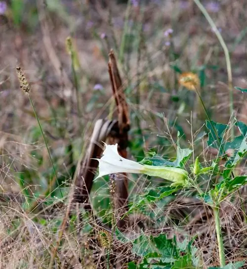 Datura ekimi: zehirli bir göz alıcı için talimatlar