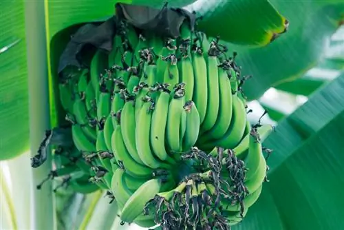 Om die piesangboom nat te maak: Dit is hoe jy optimale groei verseker