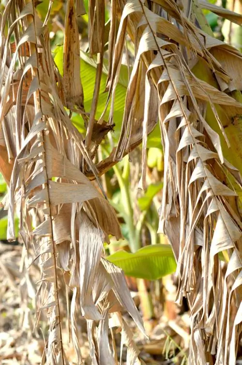 Bruine bladeren van de bananenboom