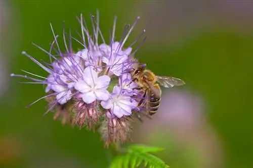 Phacelia цэцэглэлтийн үе: Зөгий хамгийн их ашиг тустай байдаг