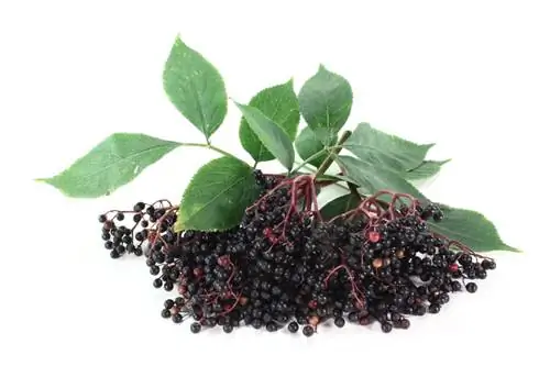 Elderberry fruits